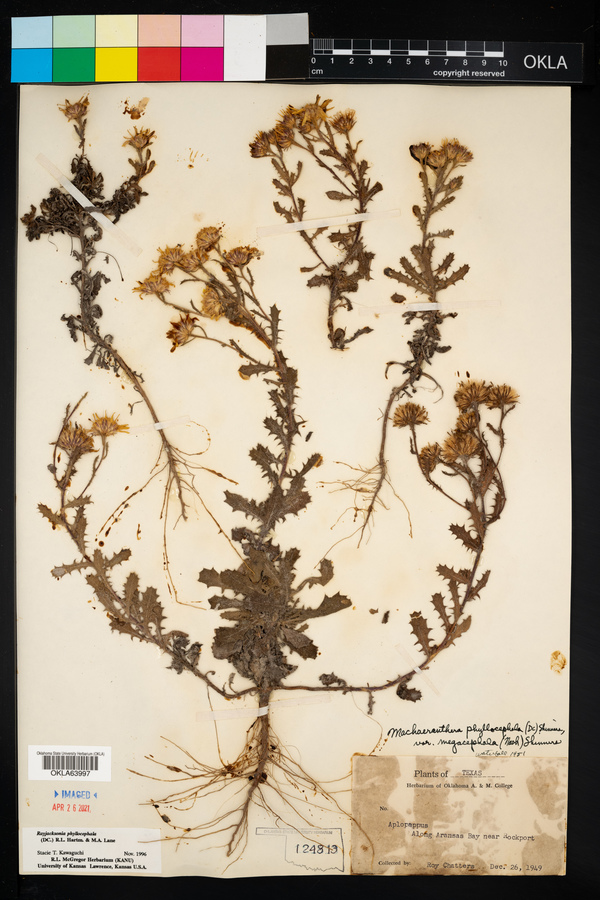 Rayjacksonia phyllocephala image