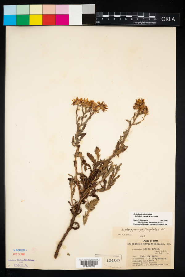 Rayjacksonia image