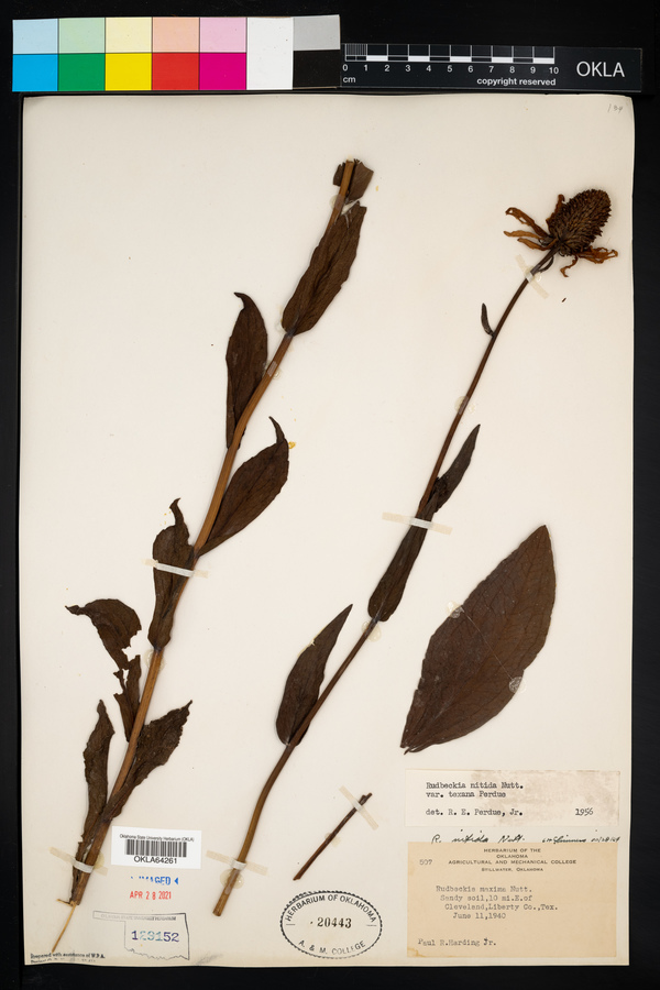 Rudbeckia nitida image