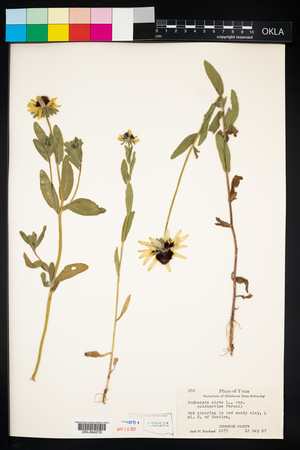 Rudbeckia hirta var. pulcherrima image