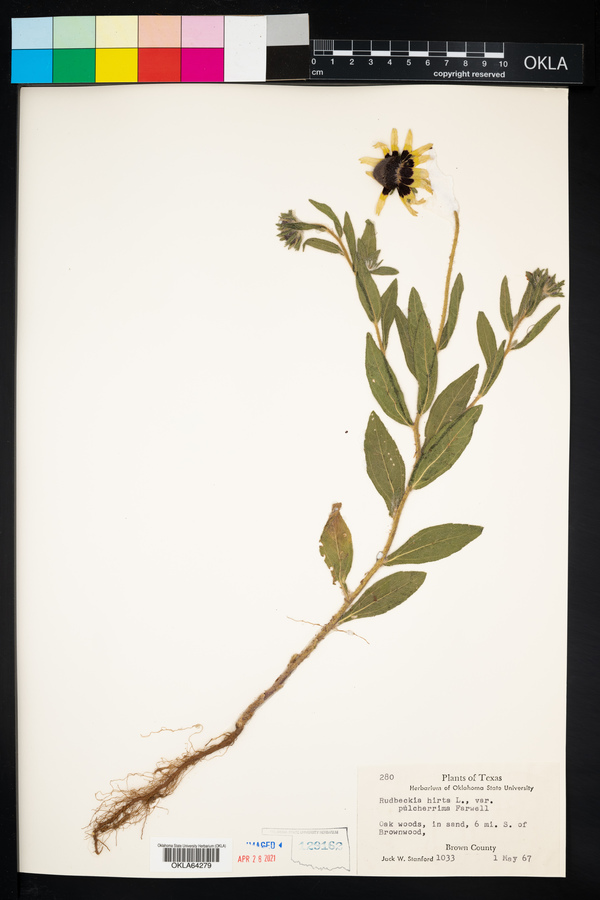 Rudbeckia hirta var. pulcherrima image