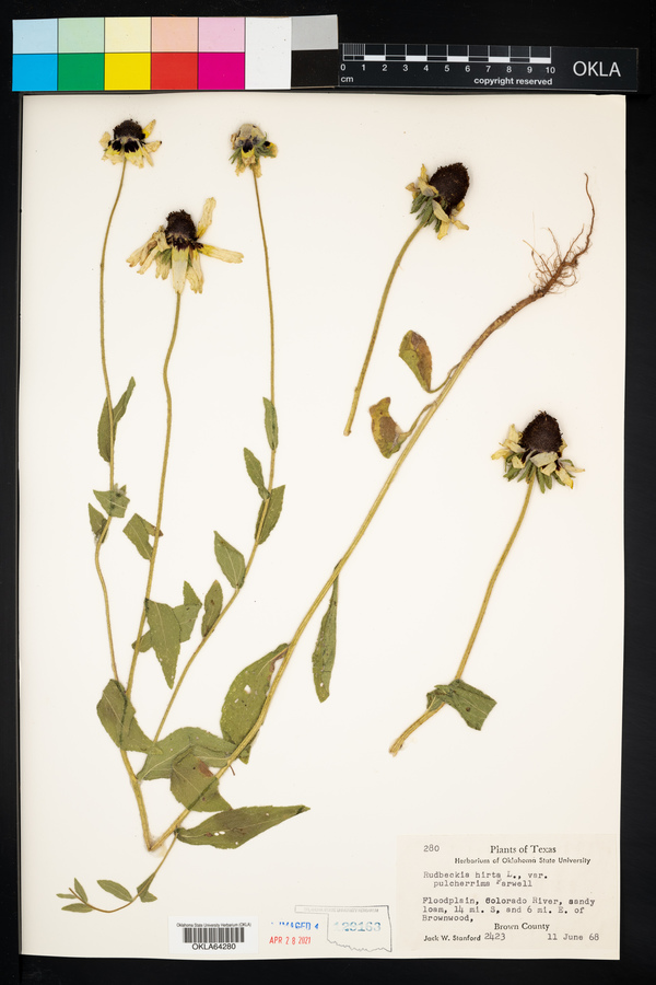 Rudbeckia hirta var. pulcherrima image