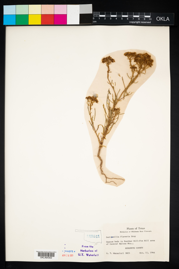 Sartwellia flaveriae image