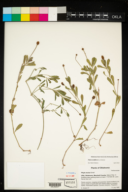 Phyla nodiflora image