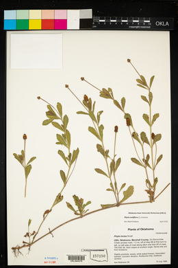 Phyla nodiflora image