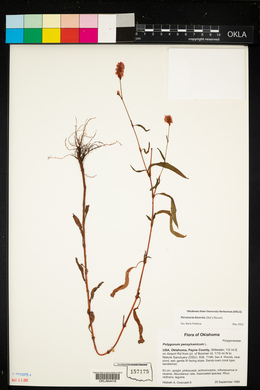 Persicaria bicornis image