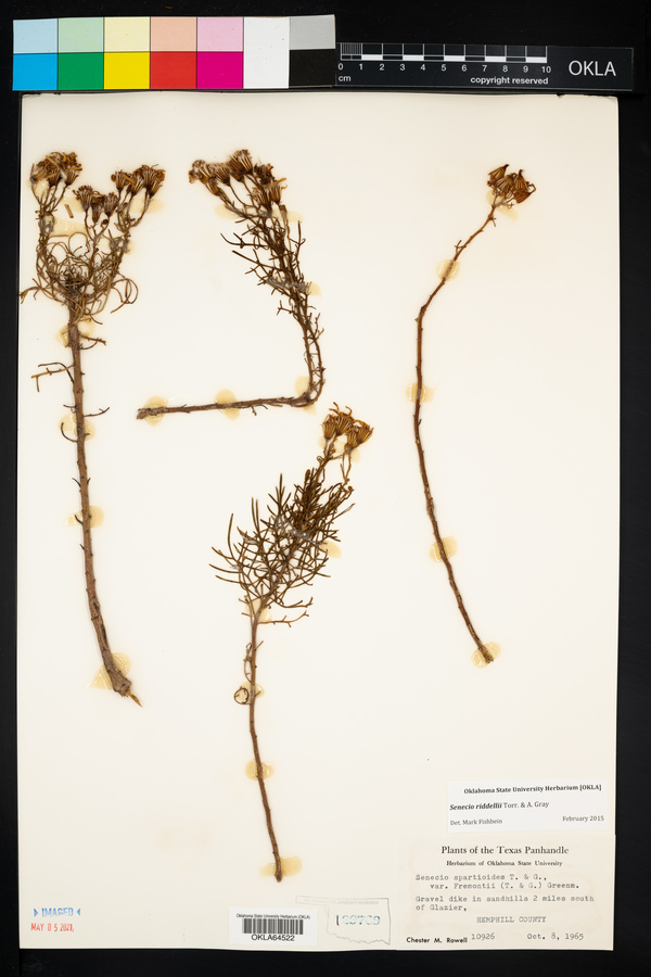 Senecio riddellii image