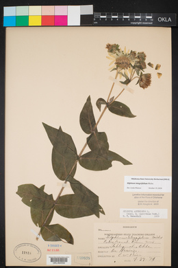 Silphium integrifolium image