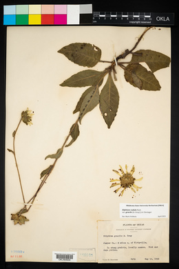 Silphium radula var. gracile image