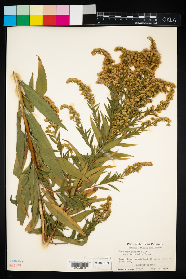 Solidago gigantea image
