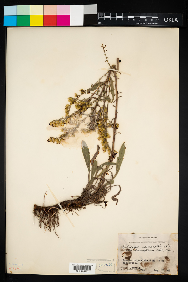 Solidago nemoralis ssp. decemflora image