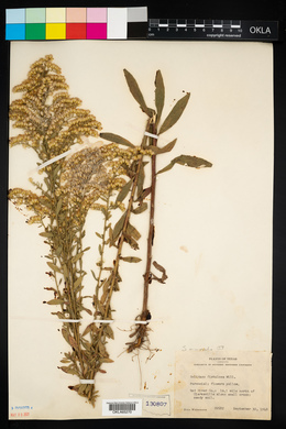 Solidago nemoralis image