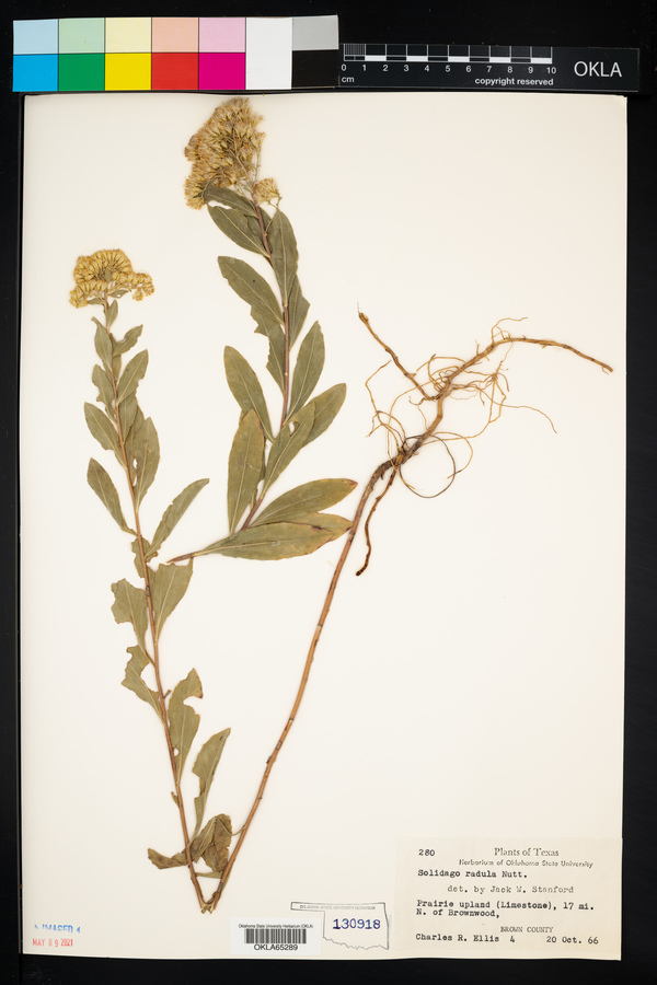 Solidago radula image