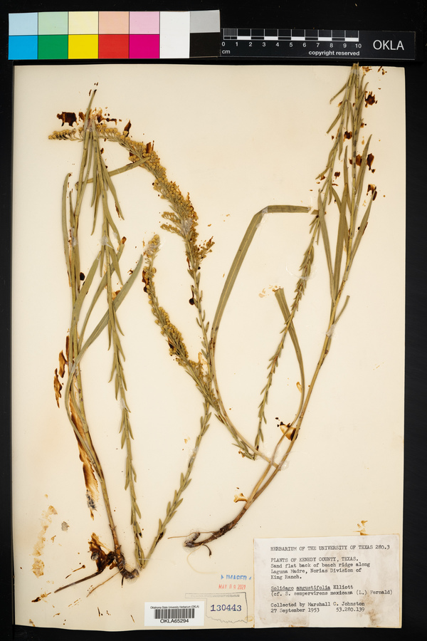 Solidago sempervirens image