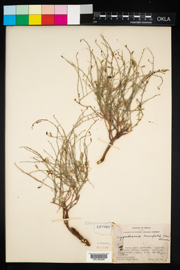 Lygodesmia tenuifolia image