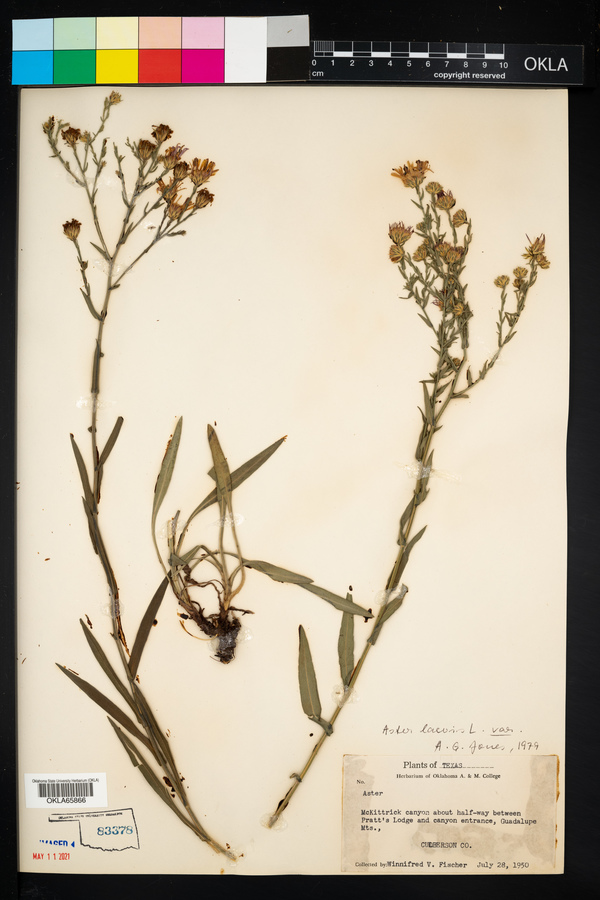 Symphyotrichum laeve var. laeve image