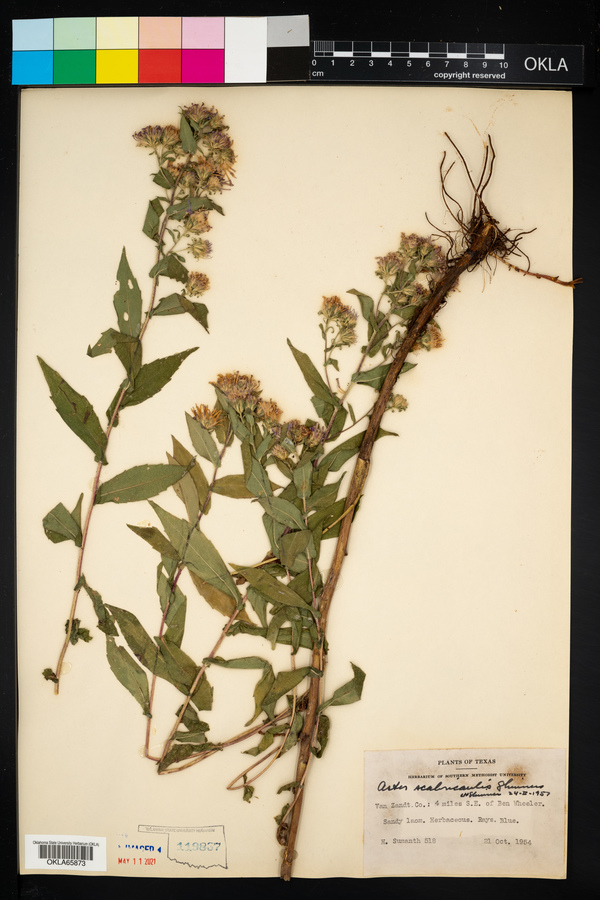 Aster scabricaulis image