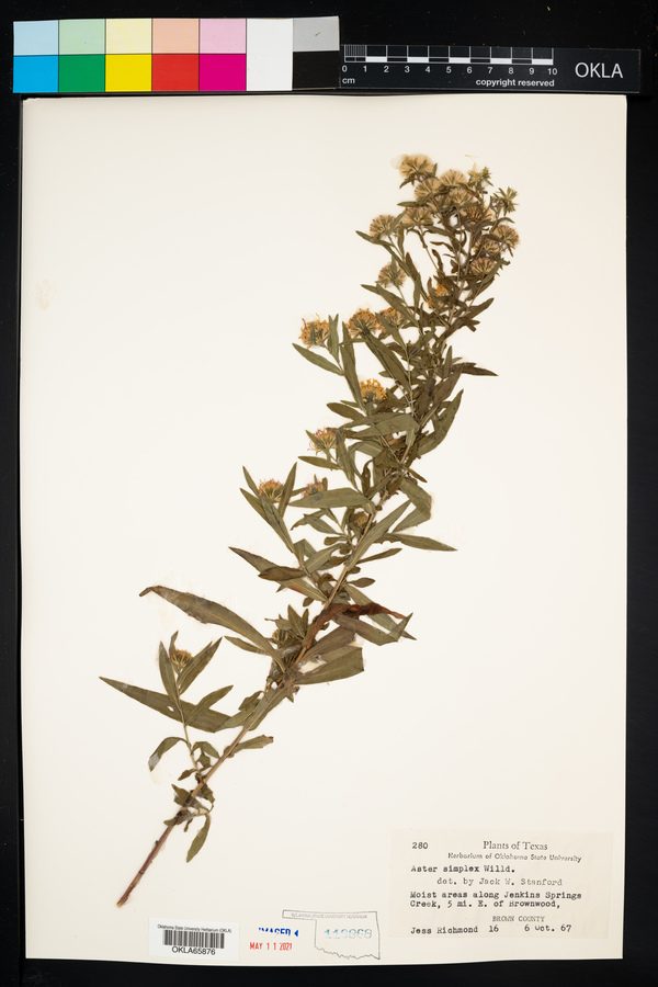 Symphyotrichum lanceolatum var. lanceolatum image