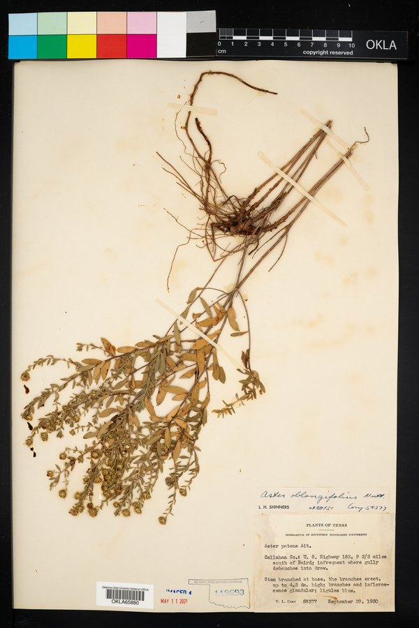 Symphyotrichum oblongifolium image