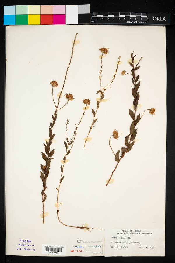 Symphyotrichum patens var. patens image