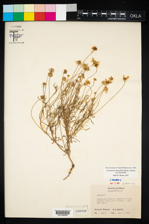 Tetraneuris linearifolia var. linearifolia image