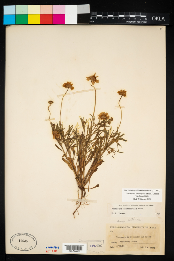 Tetraneuris linearifolia image