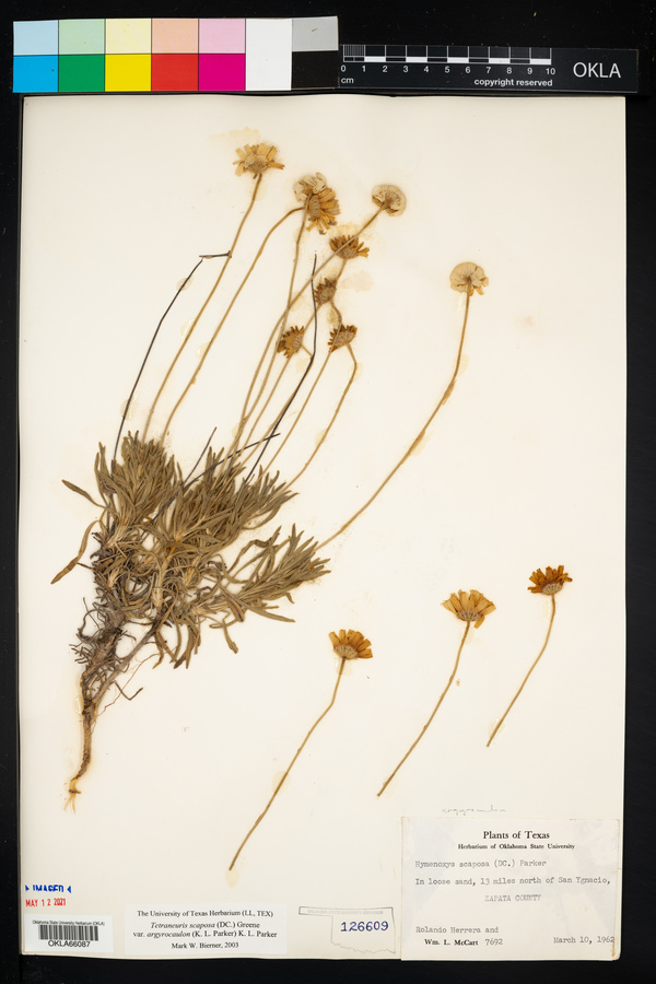 Tetraneuris scaposa var. argyrocaulon image
