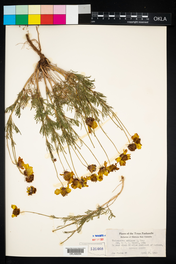 Thelesperma ambiguum image