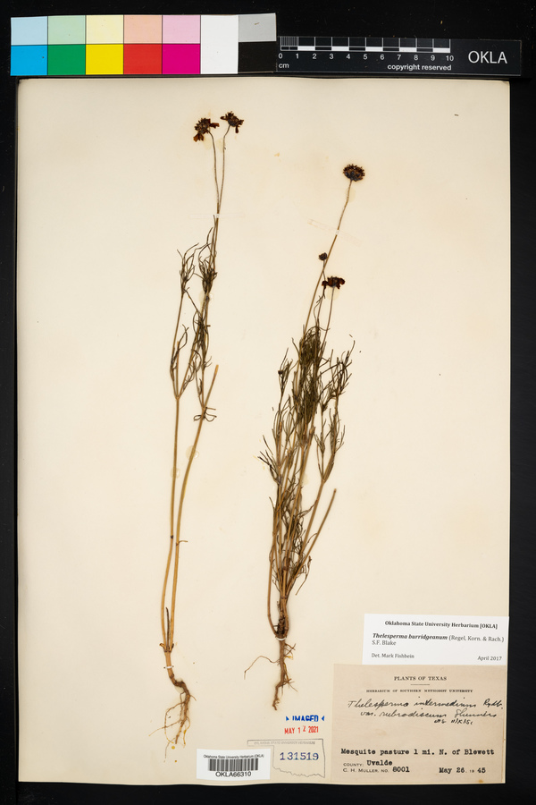 Thelesperma burridgeanum image