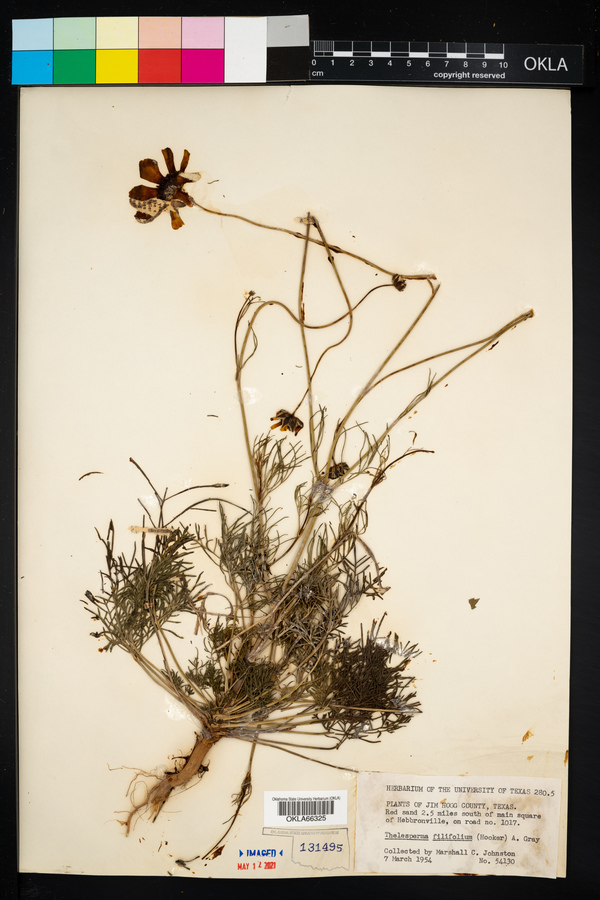 Thelesperma filifolium image