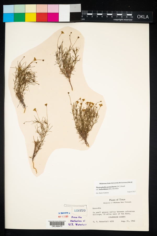 Thymophylla pentachaeta var. belenidium image