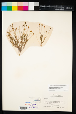 Thymophylla pentachaeta var. hartwegii image