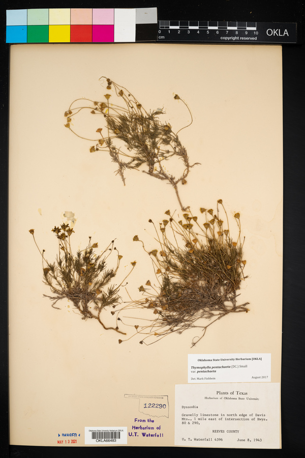Thymophylla pentachaeta var. pentachaeta image