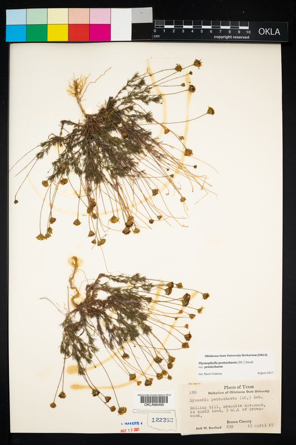 Thymophylla pentachaeta var. pentachaeta image