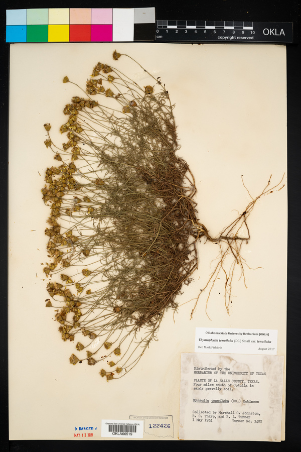 Thymophylla tenuiloba image