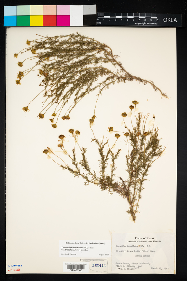 Thymophylla tenuiloba var. treculii image