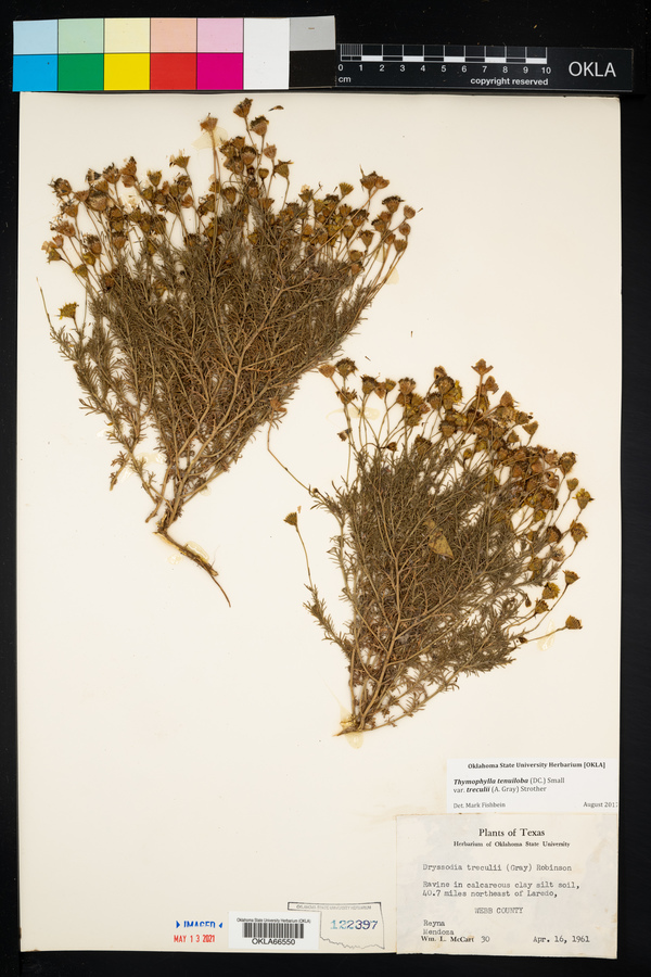 Thymophylla tenuiloba image