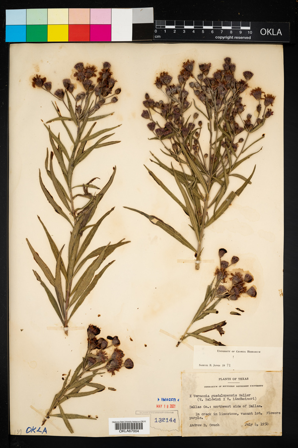 Vernonia x guadalupensis image