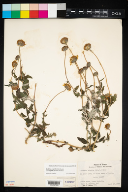 Wedelia acapulcensis var. hispida image