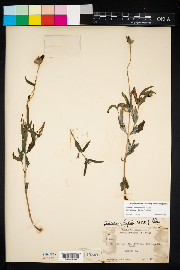 Wedelia acapulcensis image