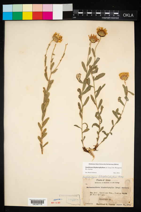 Xanthisma blephariphyllum image