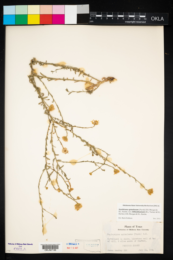 Xanthisma spinulosum var. chihuahuanum image