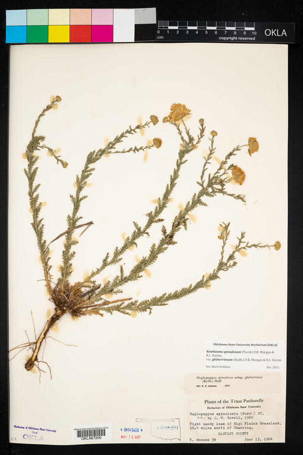 Xanthisma spinulosum var. glaberrimum image