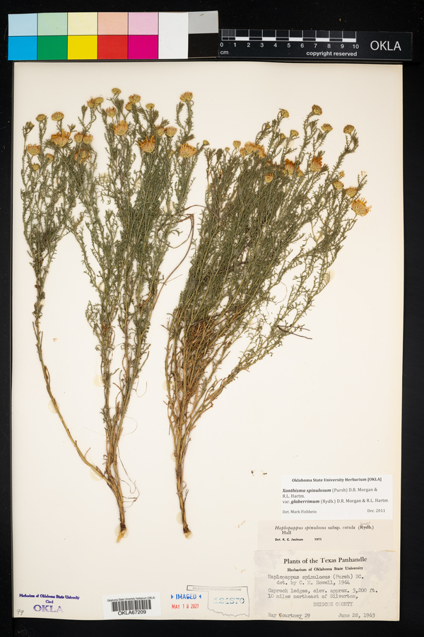 Xanthisma spinulosum var. glaberrimum image