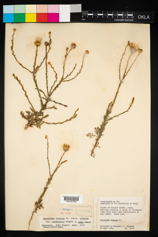 Xanthisma texanum var. orientale image