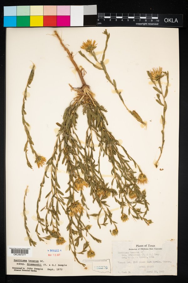 Xanthisma texanum var. drummondii image