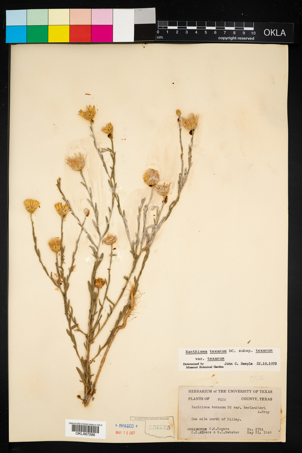 Xanthisma texanum var. texanum image