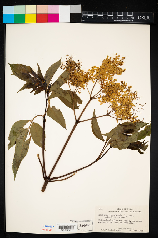 Sambucus canadensis image