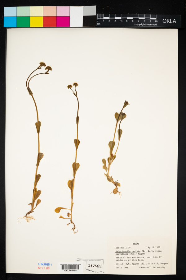 Valerianella radiata image