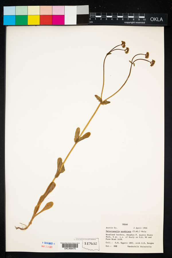 Valerianella radiata image